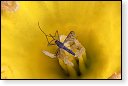 Nematocera insect insecten kever kevers tor torren spin spinnen wesp wespen bij bijen sprinkhaan sprinkhanen vlieg vliegen mug muggen